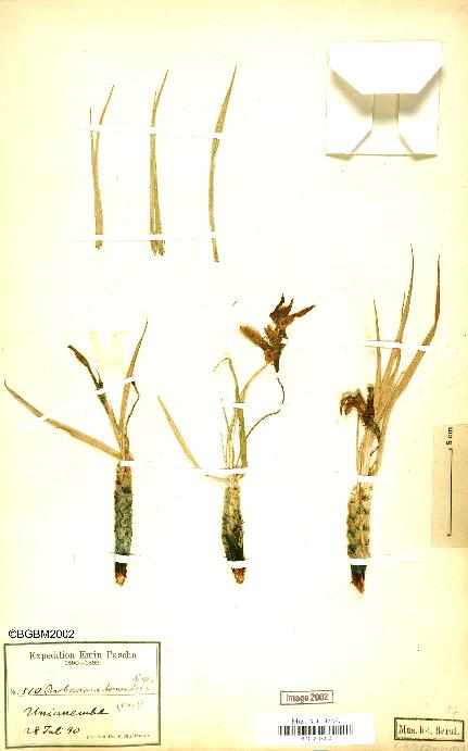 spécimen de Xerophyta spekei